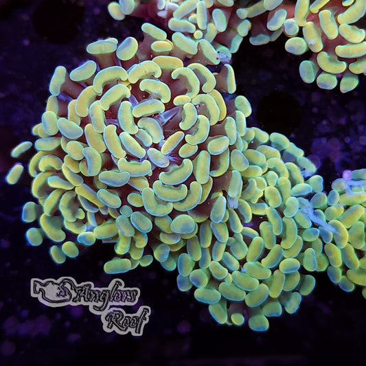 Gold Hammer Coral