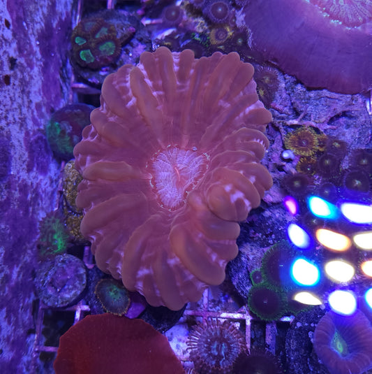 WYSIWYG - Red Cynarina Coral