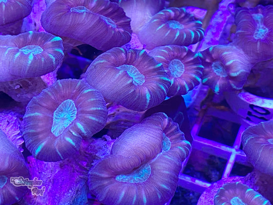 Candy Cane Coral