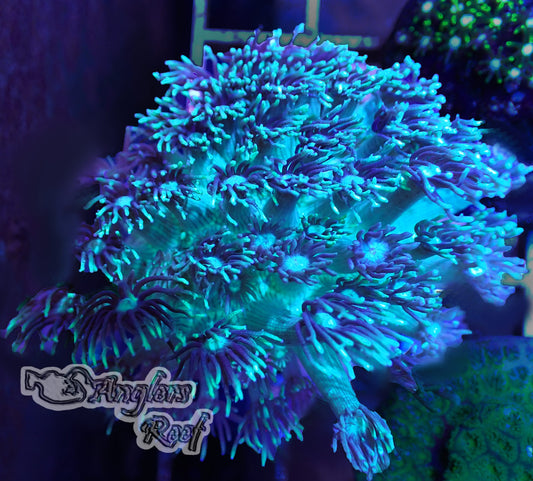 Green Goniopora Coral