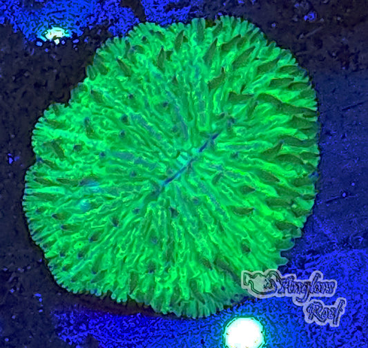 Neon Green Fungia Plate Coral