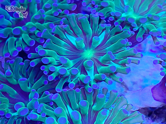 Blue Tip Hammer Coral