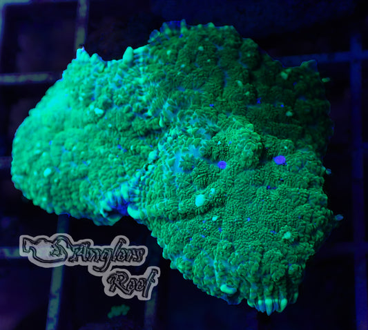 WYSIWYG Green Monster Mushroom 3 Heads